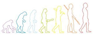 二足歩行進化の過程