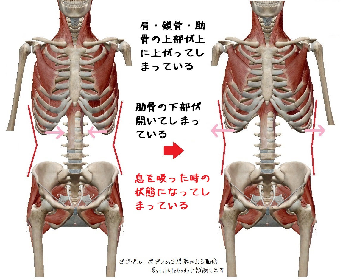 鎖骨と肋骨が上がっている