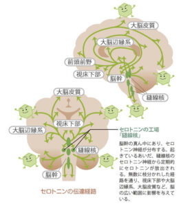 セロトニン神経の投射
