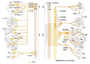 自律神経の支配図