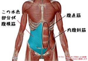腹横筋の絵