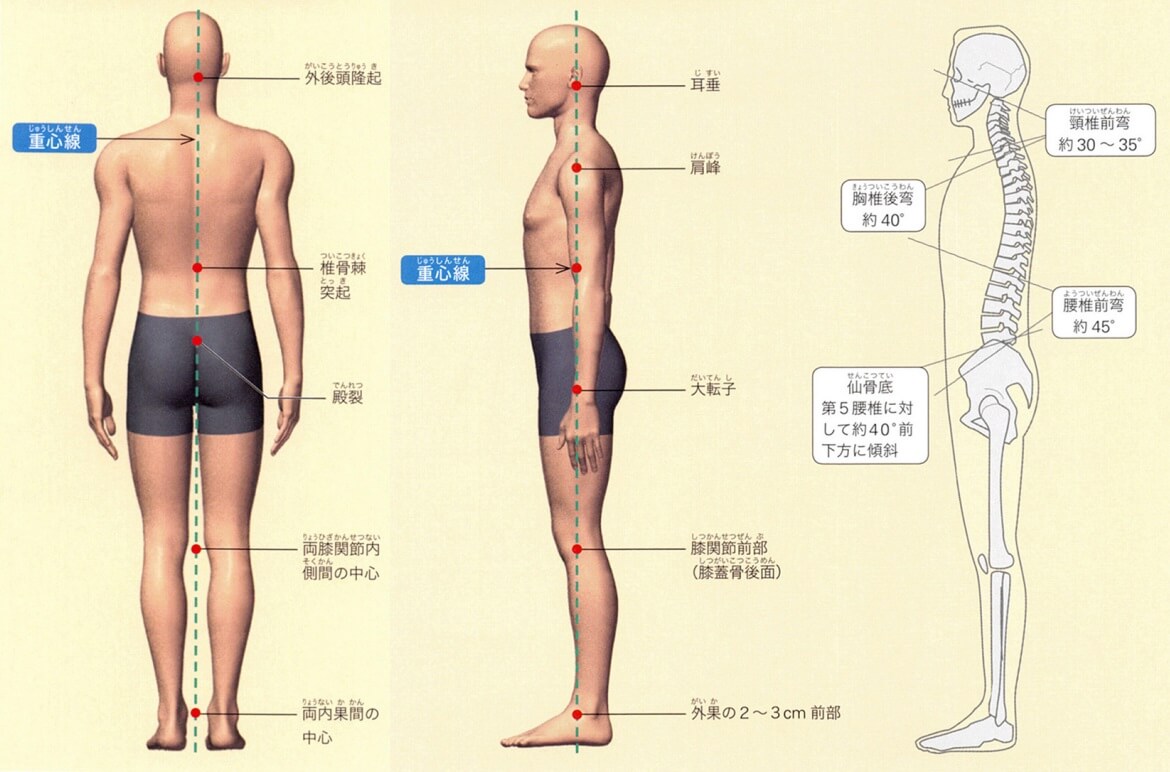 重心線と姿勢
