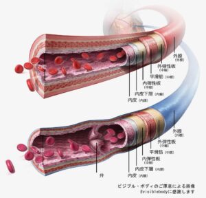 血管の構造