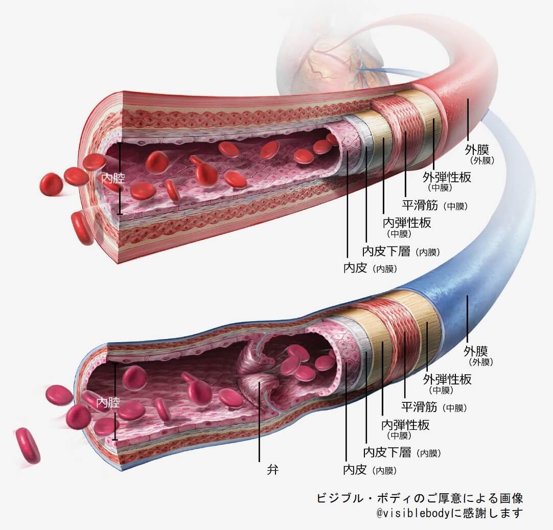 血管の構造