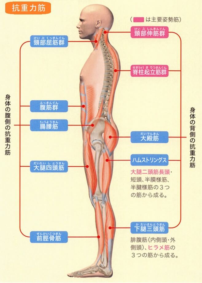 抗重力筋