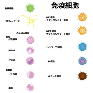 免疫細胞
