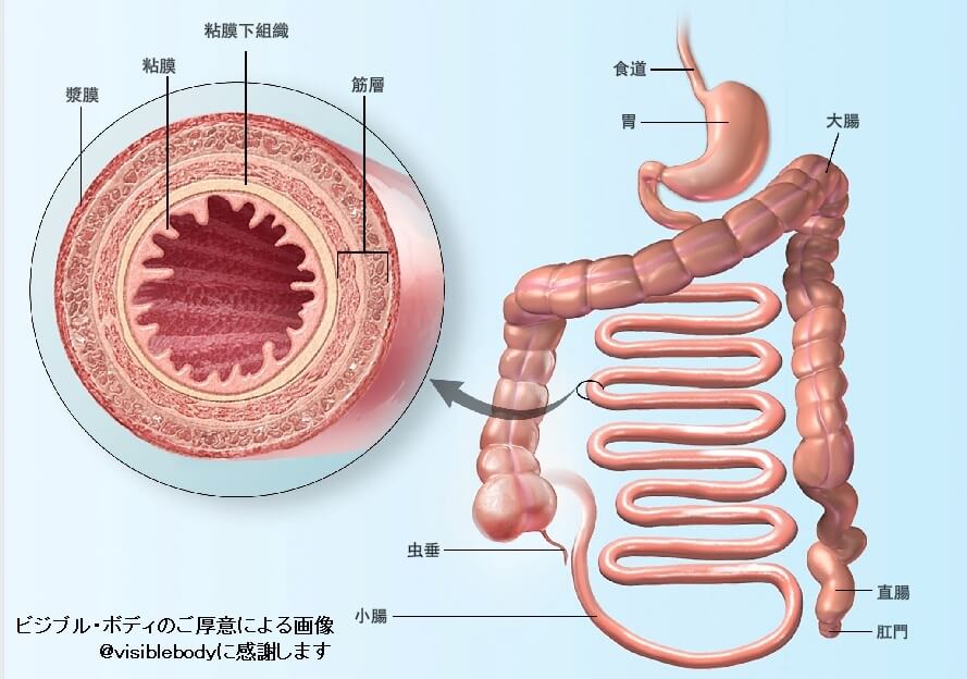 消化管
