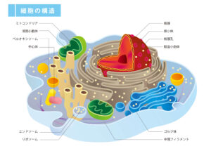 細胞