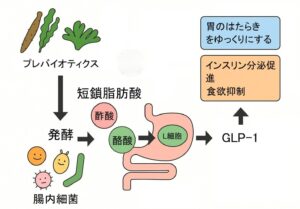 腸内細菌とGLP-1