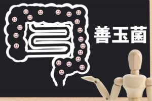 腸内細菌の善玉菌