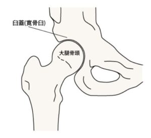 股関節の絵