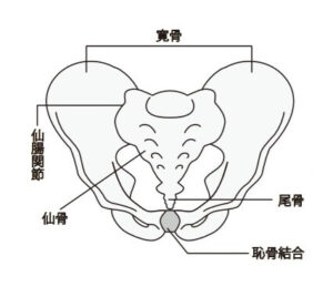 骨盤解剖図