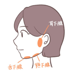 唾液腺の場所