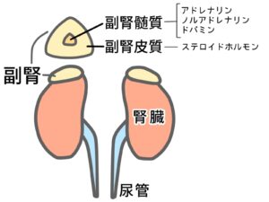 副腎から出るホルモン