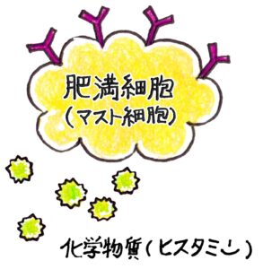 ヒスタミンとマスト細胞