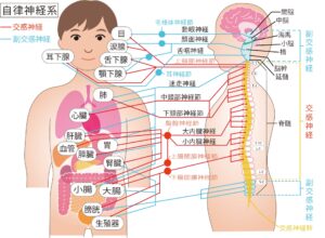 自律神経支配