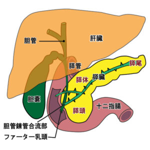 肝臓周辺の臓器
