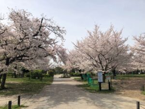 住吉公園の桜