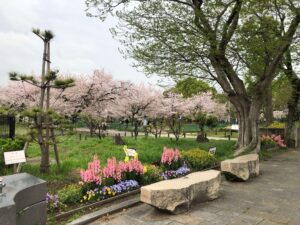 住吉公園の花と桜