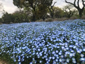 住吉公園のネモフィラ
