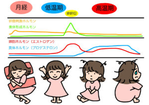 生理周期とホルモンバランス