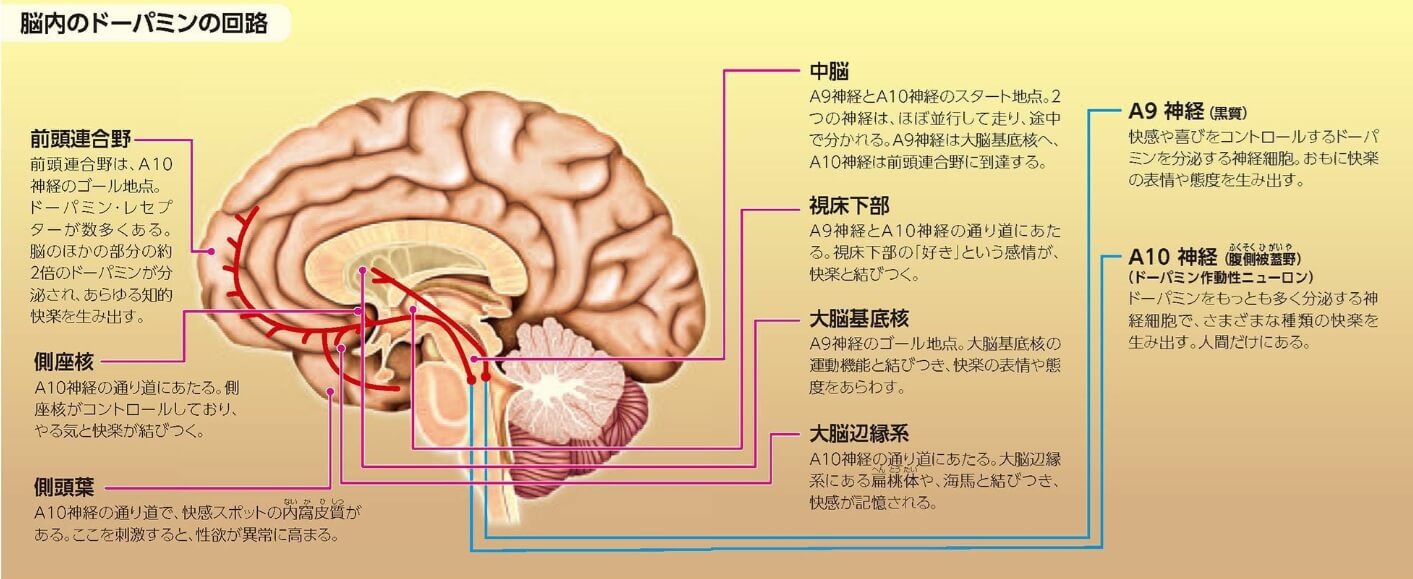 脳：ドーパミン回路