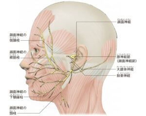顔面神経の図