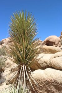 乾燥する大地とサボテン