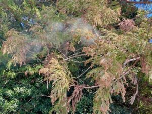 スギ花粉の飛散