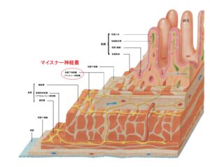 マイスナー神経叢