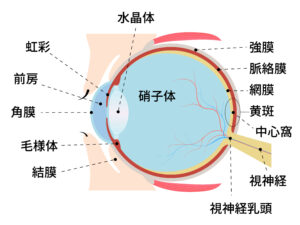 眼球