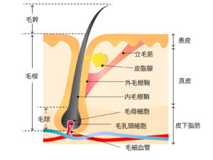毛根