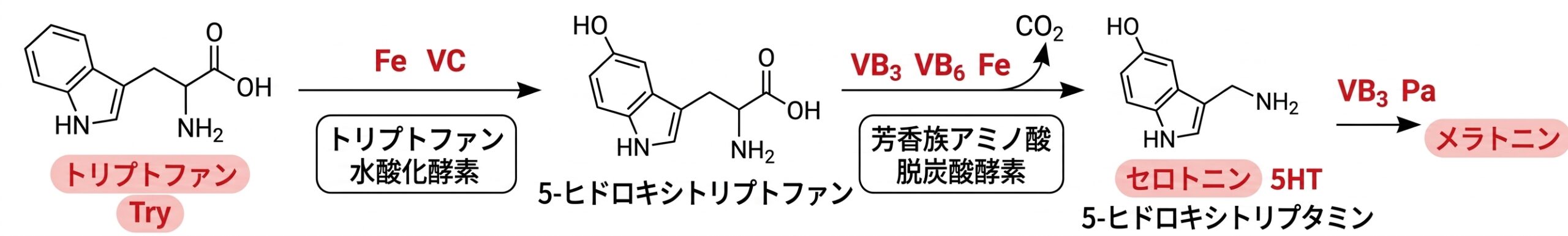 セロトニン、メラトニン合成経路